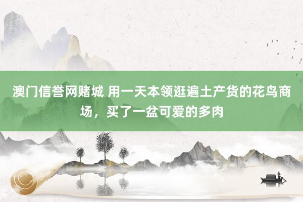 澳门信誉网赌城 用一天本领逛遍土产货的花鸟商场，买了一盆可爱的多肉