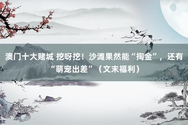 澳门十大赌城 挖呀挖！沙滩果然能“掏金”，还有“萌宠出差”（文末福利）